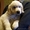 Голден- ретривер щенки кобели - Изображение #1, Объявление #991910