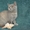 Чистокровные британские котята от Чемпиона Мира! - Изображение #3, Объявление #968264