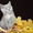 Чистокровные британские котята от Чемпиона Мира! - Изображение #8, Объявление #968264