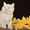 Чистокровные британские котята от Чемпиона Мира! - Изображение #4, Объявление #968264