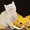 Чистокровные британские котята от Чемпиона Мира! - Изображение #5, Объявление #968264
