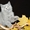 Чистокровные британские котята от Чемпиона Мира! - Изображение #6, Объявление #968264