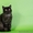 Шотландские котята скоттиш страйт, фолд, хайленд - Изображение #6, Объявление #908193