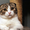 Шотландские котята скоттиш страйт, фолд, хайленд - Изображение #4, Объявление #908193