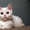 Шотландские котята скоттиш страйт, фолд, хайленд - Изображение #3, Объявление #908193