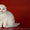 Шотландские котята скоттиш страйт, фолд, хайленд - Изображение #7, Объявление #908193