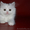 Шотландские котята скоттиш страйт, фолд, хайленд - Изображение #1, Объявление #908193
