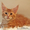 котята-кунята из питомника - Изображение #2, Объявление #1014435