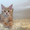 котята-кунята из питомника - Изображение #3, Объявление #1014435