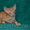 Элитные котята Корниш рекс - Изображение #2, Объявление #1015920