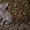 Элитные котята Корниш рекс - Изображение #1, Объявление #1015920