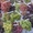 Саженцы винограда 68  зимостойких сортов почтой. - Изображение #3, Объявление #872688