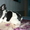 Самые красивые щенки французского бульдога - Изображение #2, Объявление #1036007
