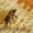 Продаем башкирский мед с собственной пасеки - Изображение #4, Объявление #1039693
