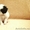 Японский Хин декоративная собачка  #1056020