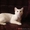 Стрижка кошек, котов, котят-любая сложность, БЕЗ НАРКОЗА! 1200 руб - Изображение #6, Объявление #1060374