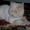 Стрижка кошек, котов, котят-любая сложность, БЕЗ НАРКОЗА! 1200 руб - Изображение #2, Объявление #1060374