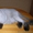 Стрижка кошек, котов, котят-любая сложность, БЕЗ НАРКОЗА! 1200 руб - Изображение #1, Объявление #1060374