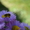 Саженцы сибирского кедра. - Изображение #2, Объявление #1070979