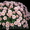 Хризантемы цветы оптом #1082258