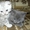 Очаровательные шотландские котятки - Изображение #1, Объявление #1088920