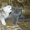 Очаровательные шотландские котятки - Изображение #2, Объявление #1088920