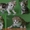 Мраморные котята - Изображение #2, Объявление #1087099