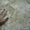 Перуанские ковры из меха Альпаки - Изображение #5, Объявление #1087046