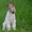 фокстерьер жесткошерстный щенок продаю  - Изображение #1, Объявление #1097426