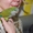 Зеленый и полностью ручной птенец выкормыш попугай Монах - Изображение #2, Объявление #1092382