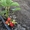 КПК 24К с таймером система автоматического капельного полива, орошения растений - Изображение #6, Объявление #1087896