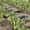 КЛ 100 Капельная лента для системы автоматического полива, орошения растений - Изображение #5, Объявление #1087891
