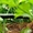 КЛ 100 Капельная лента для системы автоматического полива, орошения растений - Изображение #2, Объявление #1087891
