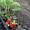КЛ 100 Капельная лента для системы автоматического полива, орошения растений - Изображение #3, Объявление #1087891