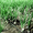 Капельные ленты автоматического полива, орошения растений КЛ 25 и КЛ 100 - Изображение #5, Объявление #1087890