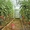 КЛ 100 Капельная лента для системы автоматического полива, орошения растений - Изображение #4, Объявление #1087891