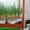Выращиватель пера зелёного лука, чеснока гидропонная установка Луковое Счастье - Изображение #5, Объявление #1087052