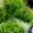 Домашняя гидропонная установка Здоровья Клад Проращиватель семян, ростков - Изображение #4, Объявление #1087054