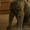молодая кошка Бонита Францисковна в дар - Изображение #2, Объявление #1099092