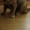молодая кошка Бонита Францисковна в дар - Изображение #3, Объявление #1099092