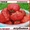Саженцы клубники(не усы)новейшего крупноплодного  сорта Чамора Куруси-почтой. #1105893