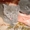 британские  и  шотландские  вислоухие котята  - Изображение #2, Объявление #946639