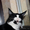 Кот Мейн Кун 4 мес - Изображение #3, Объявление #1097846