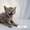 Саванна F3 котенок гепардовый окрас