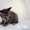 Саванна F3 котенок серебристый окрас - Изображение #1, Объявление #1099672