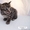Саванна F3 котенок серебристый окрас - Изображение #2, Объявление #1099672