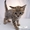 Саванна F3 котенок гепардовый окрас - Изображение #3, Объявление #1099675