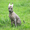 Щенки мексиканской голой собаки (ксолоитцкуинтли) - Изображение #3, Объявление #1123319
