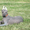 Щенки мексиканской голой собаки (ксолоитцкуинтли) - Изображение #2, Объявление #1123319