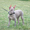 Щенки мексиканской голой собаки (ксолоитцкуинтли) - Изображение #1, Объявление #1123319